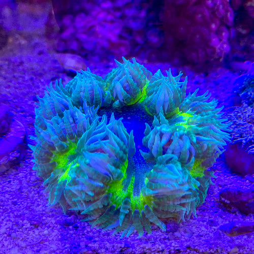 Karibische Perlenanemone - Phymanthus crucifer "grün"