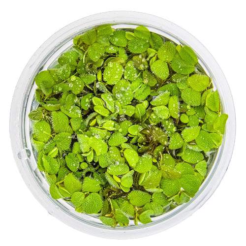 Kleiner Büschelfarn - Salvinia minima