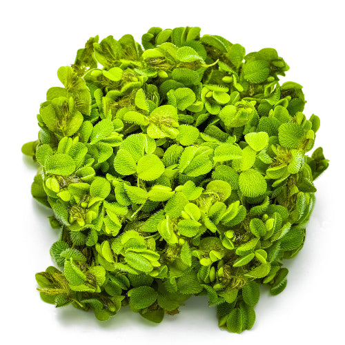 Kleiner Büschelfarn - Salvinia minima