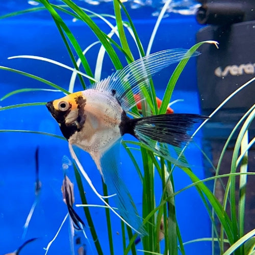 Skalar - Pterophyllum scalare "Koi marble schleier“