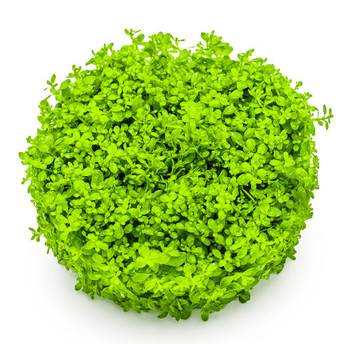 Kuba Perlkraut – Hemianthus callitrichoides "Cuba"