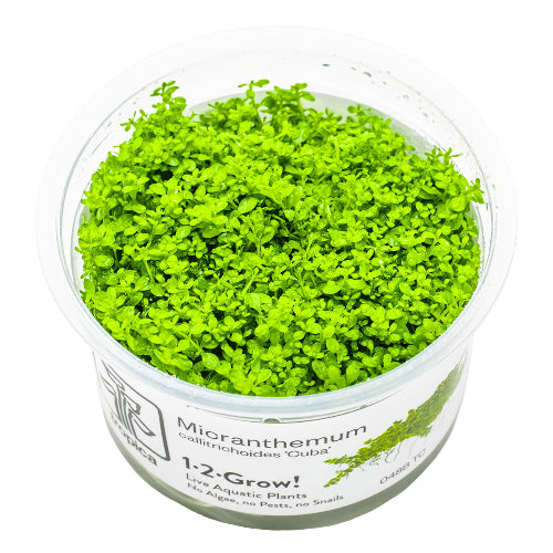 Kuba Perlkraut – Hemianthus callitrichoides "Cuba"