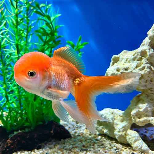 Löwenkopf - Carassius auratus "Rot"