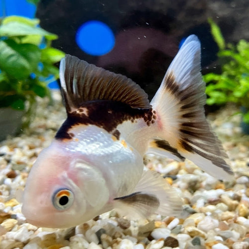 Löwenkopf - Carassius auratus "Schwarz/weiss"