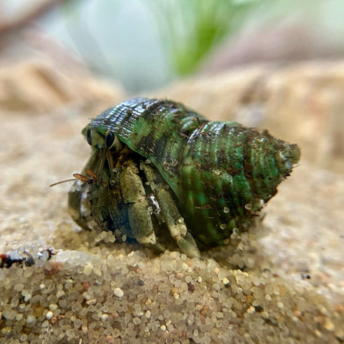 Landeinsiedlerkrebs - Coenobita rugosus