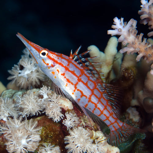Langschnäuziger Korallenwächter - Oxycirrhites typus