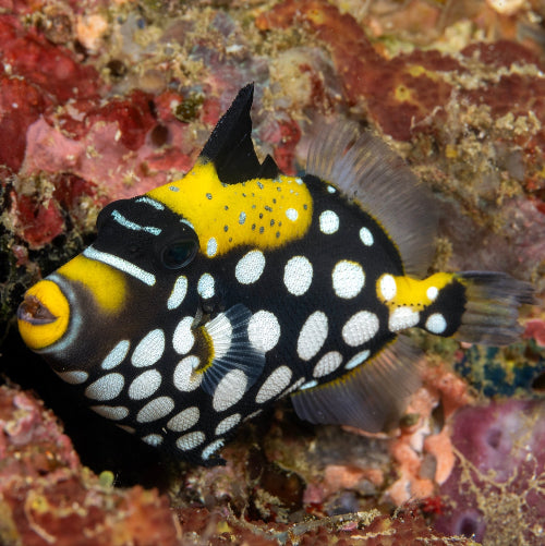 Leopard Drückerfisch - Balistoides conspicillum