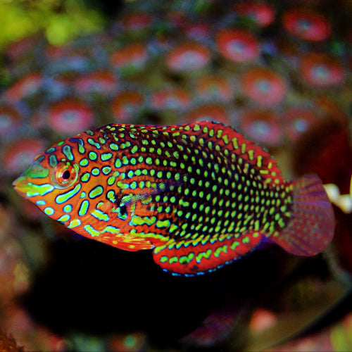 Leoparden Junker - Macropharyngodon meleagris