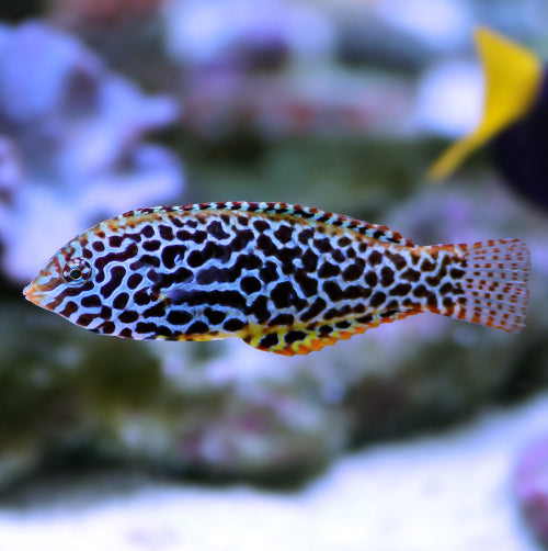 Leoparden Junker - Macropharyngodon meleagris