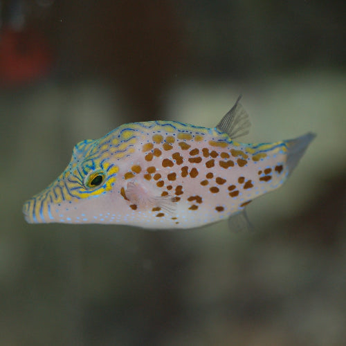 Leopardkugelfisch - Canthigaster leoparda