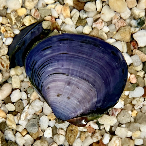 Lila Muschel - Anodonta sp.