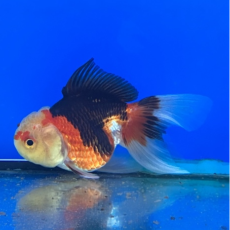 Löwenkopf Goldfisch "Dreifärbig" - Carassius auratus