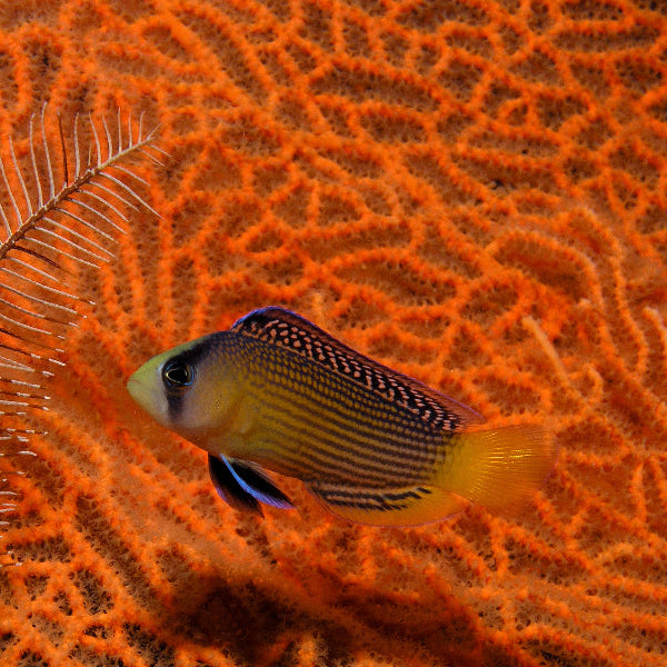 Pracht Zwergbarsch - Manonichthys splendens