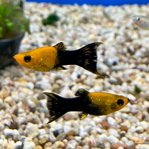 Molly - Poecilia sphenops "Goldstaub tuxedo lyretail"