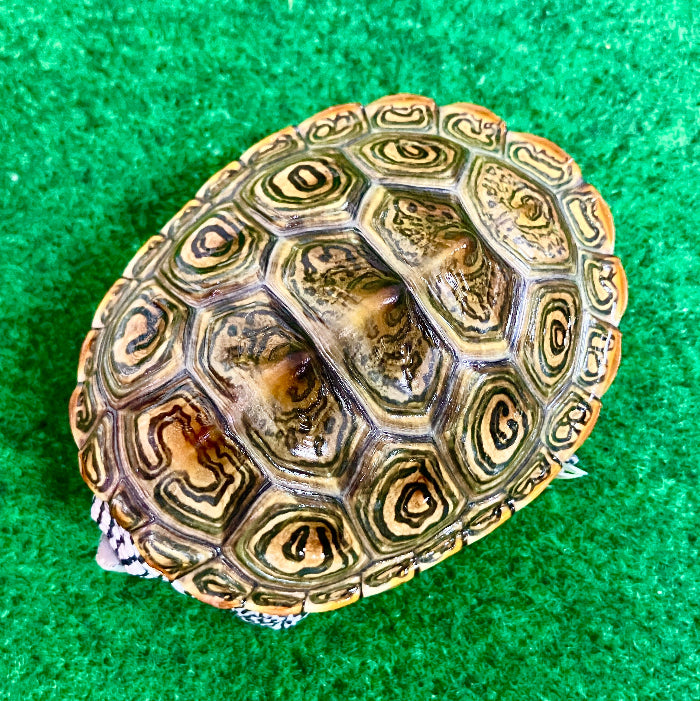 Diamantschildkröte - Malaclemys terrapin centrata "concentric" Originalfoto
