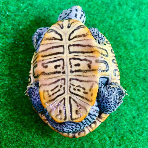 Diamantschildkröte - Malaclemys terrapin centrata "concentric" Originalfoto