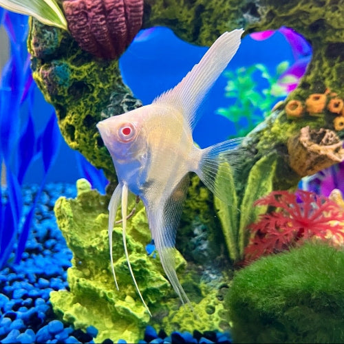 Rotrücken Skalar - Pterophyllum scalare Manacapuru  "albino"