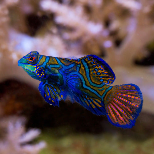 Mandarinfisch - Pterosynchiropus splendidus