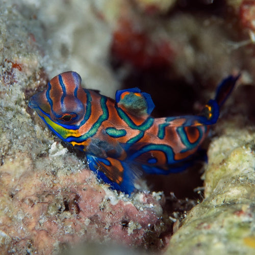 Mandarinfisch - Pterosynchiropus splendidus "Nachzucht"
