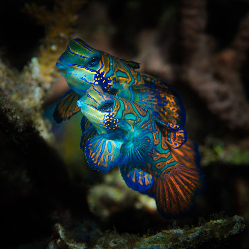Mandarinfisch - Pterosynchiropus splendidus "Paar"