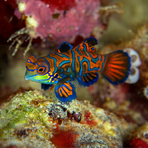 Mandarinfisch - Pterosynchiropus splendidus "Rot"