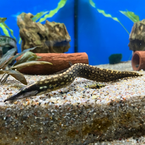 Stachelaal Unicolor - Mastacembulus unicolor