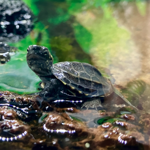 Chinesische Dreikielschildkröte - Mauremys reevesii