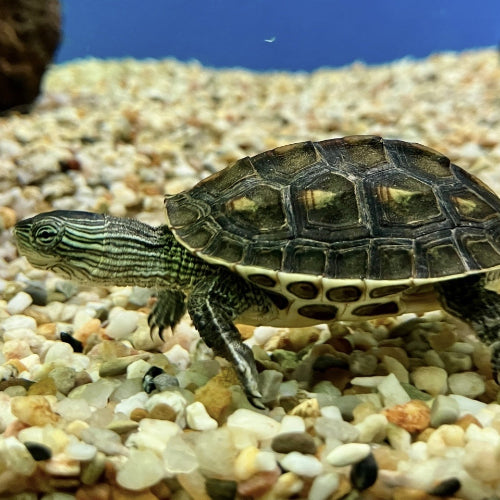 Chinesische Streifenschildkröte - Mauremys sinensis