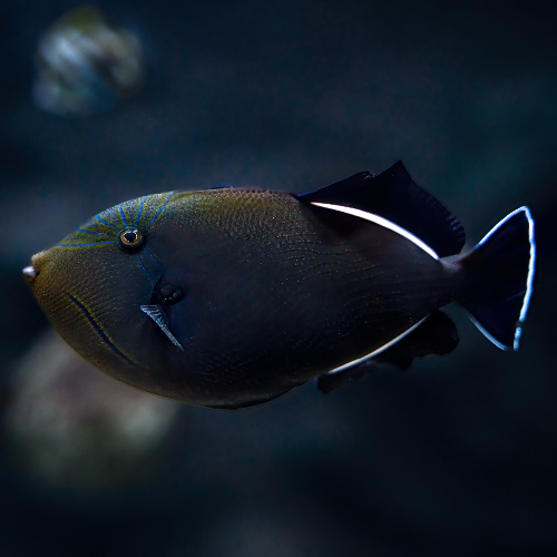 Indischer Drückerfisch - Melichthys indicus