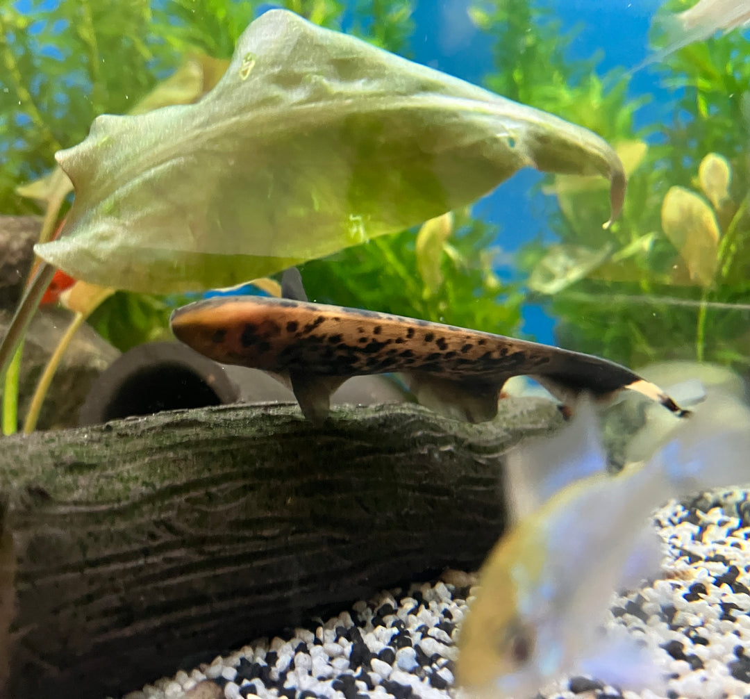 Apteronotus albifrons - Weißstirn Messerfisch "Marmor"
