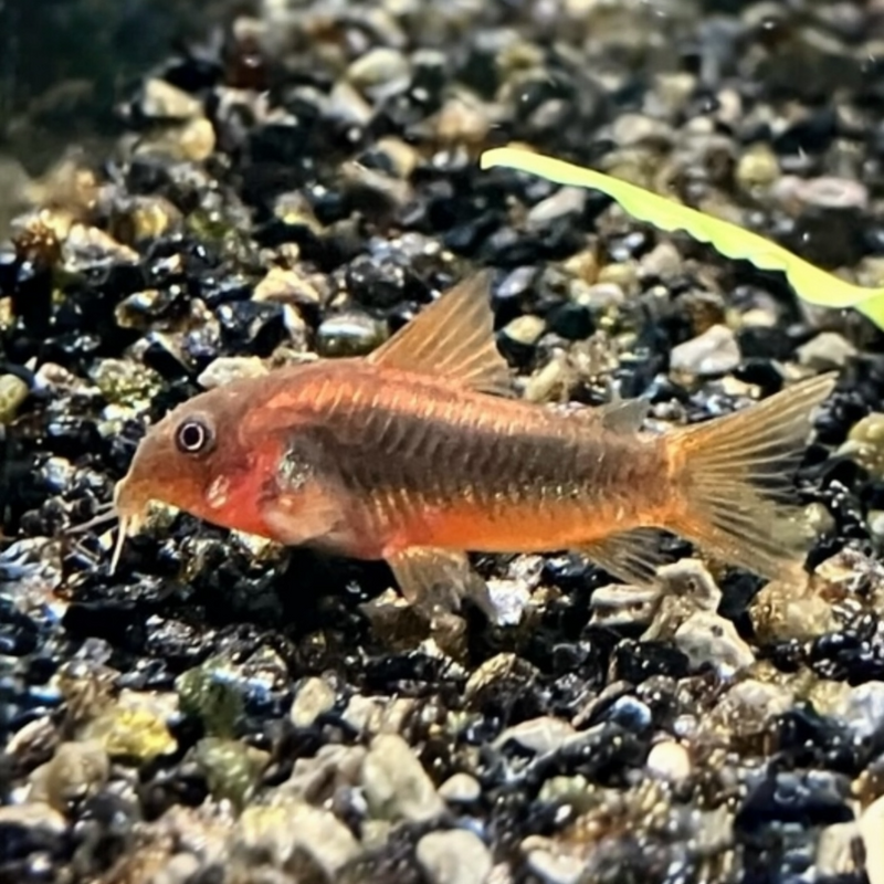 Panzerwels - Corydoras sp. "Red Laser"
