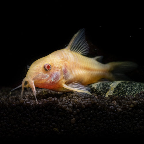 Metallpanzerwels - Corydoras aeneus "Albino"