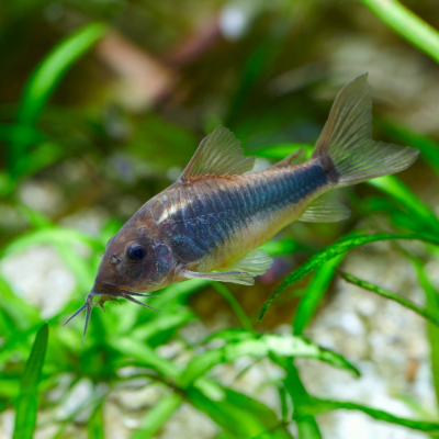 Metallpanzerwels - Corydoras aeneus