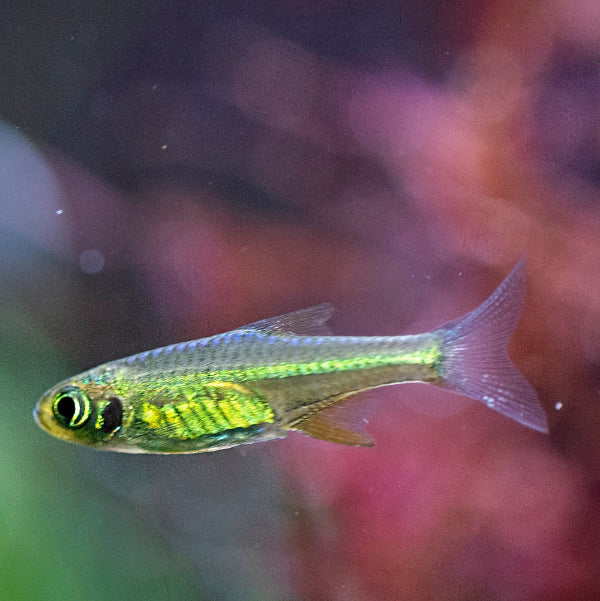 Grüner Zwergrasbora - Microdevario kubotai