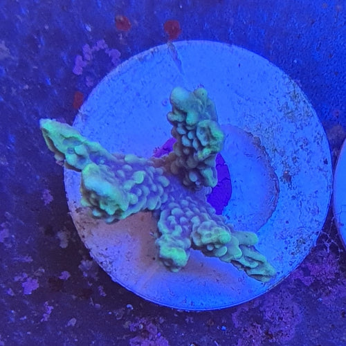 Montipora confusa Ableger