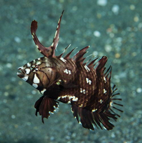 Bäumchen Lippfisch - Novaculichthys taeniourus