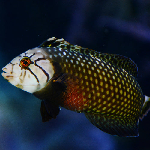 Bäumchen Lippfisch - Novaculichthys taeniourus