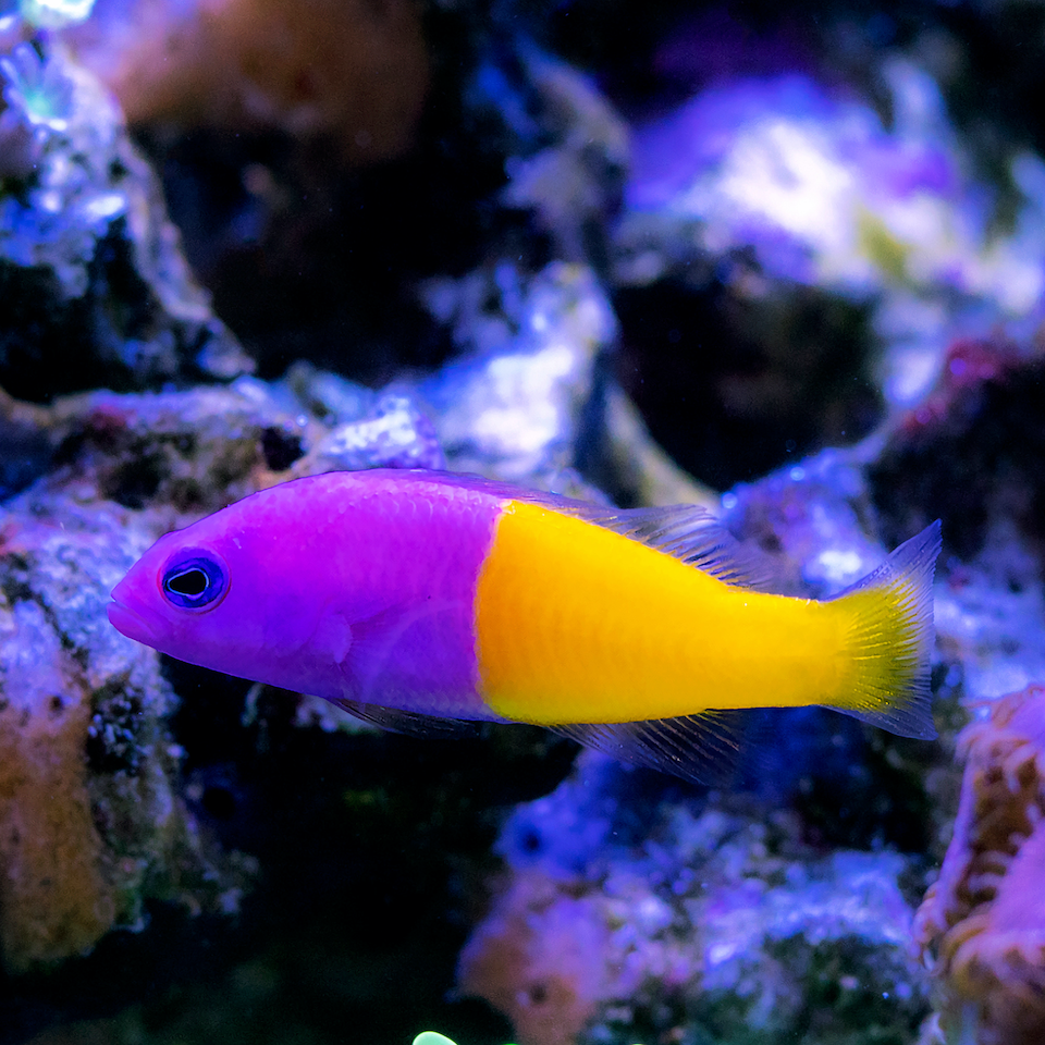 Nymphen Zwergbarsch - Pictichromis paccagnellae