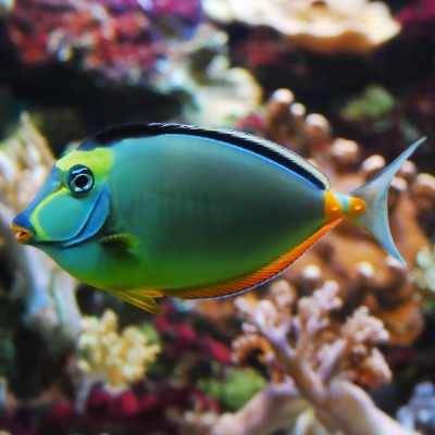 Kuhkopf Doktorfisch - Naso lituratus