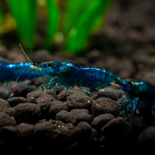 Zwerggarnele - Neocaridina davidi "Blue Dream“
