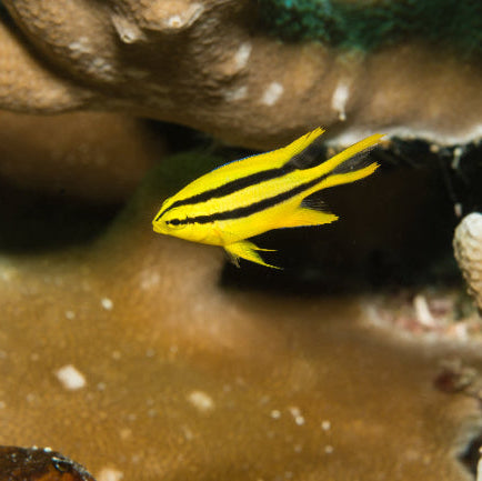 Behns Riffbarsch - Neoglyphidodon nigroris