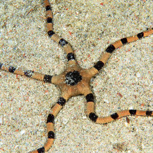 Gebänderter Schlangenstern - Ophiolepis superba