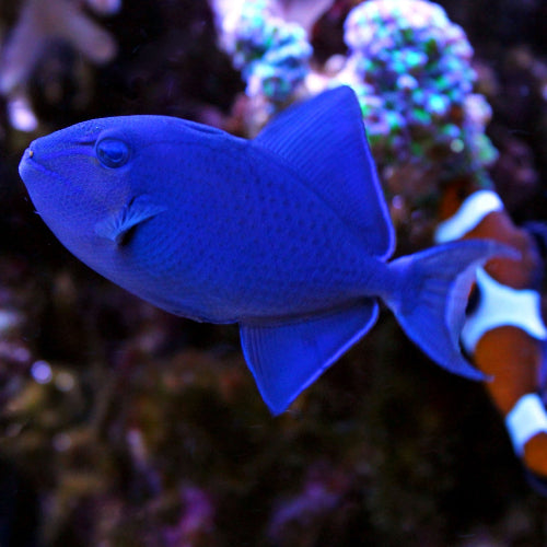 Rotzahn Drückerfisch - Odonus niger