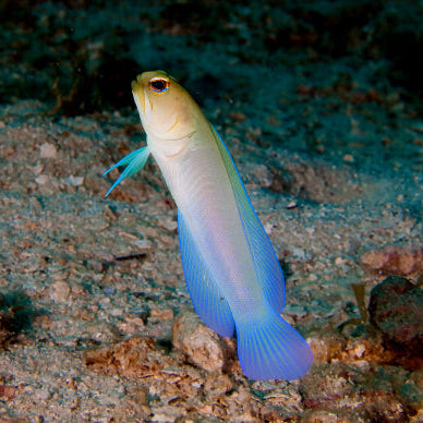 Goldstirn Brunnenbauer - Opistognathus aurifrons