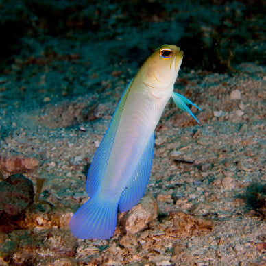 Goldstirn Brunnenbauer - Opistognathus aurifrons