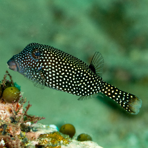 Weißpunkt Kofferfisch - Ostracion meleagris
