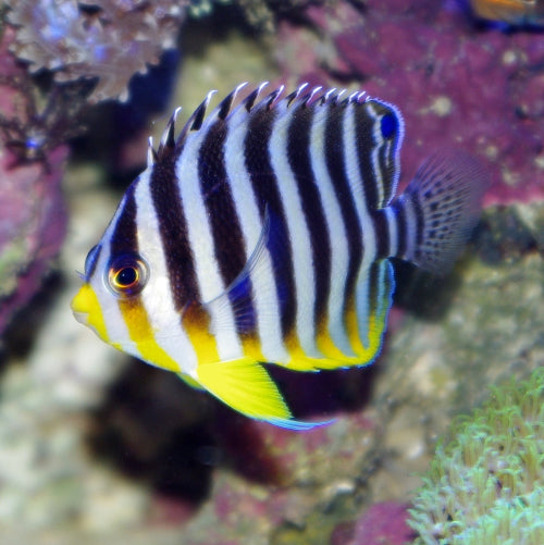 Zebra Zwergkaiser - Paracentropyge multifasciata "Nachzucht"