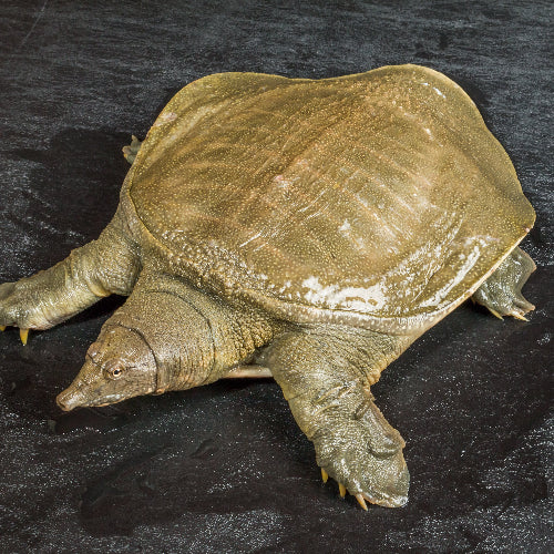 Chinesische Weichschildkröte - Pelodiscus sinensis