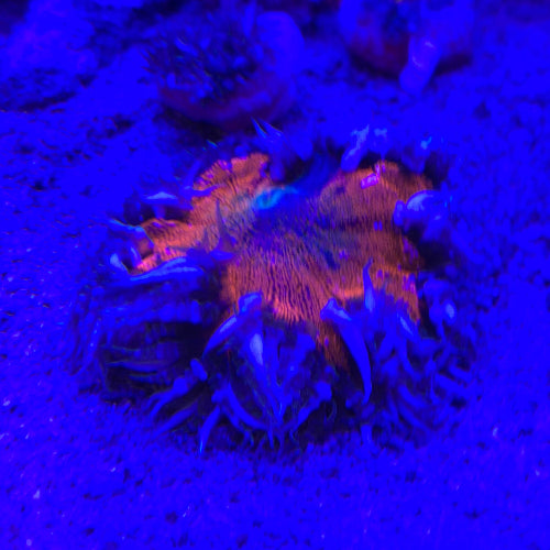 Karibische Perlenanemone - Phymanthus crucifer "rot"