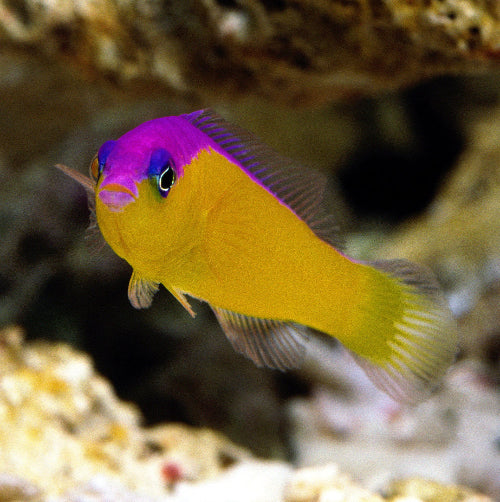 Diadem Zwergbarsch - Pictichromis diadema